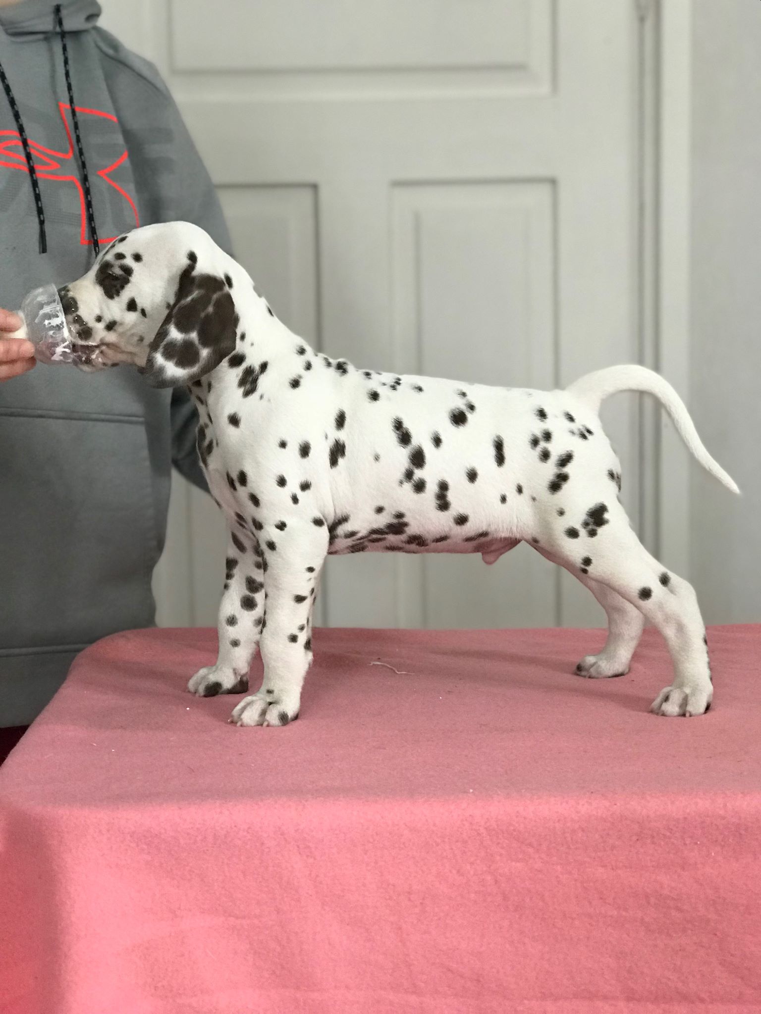 Etsitkö dalmatiankoiran pentua?