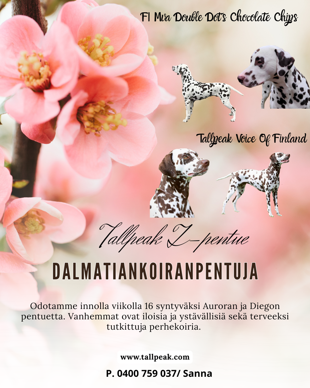 Dalmatiankoirapentue tulossa!